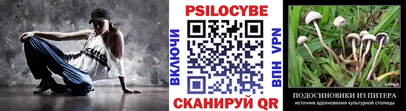 Псилоцибиновые грибы Psilocybe  закладка  Новая Ладога 
